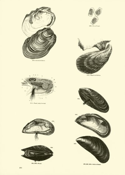 Pagina uit Het Picturale Museum van Geanimeerde Natuur door English School