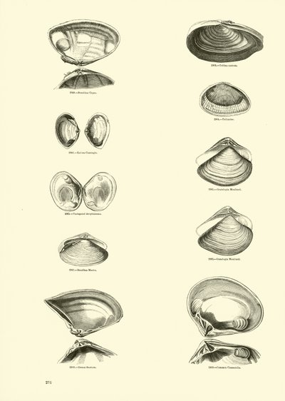 Pagina uit Het Picturale Museum van Geanimeerde Natuur door English School