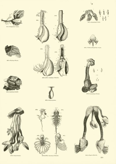 Pagina uit Het Picturale Museum van Geanimeerde Natuur door English School
