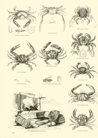 Pagina uit Het Picturale Museum van Geanimeerde Natuur door English School