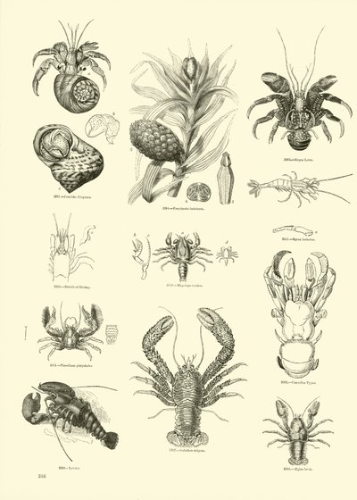 Pagina uit Het Picturale Museum van Geanimeerde Natuur door English School