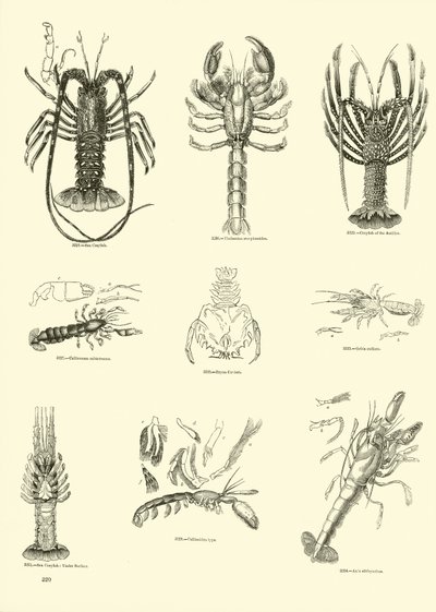 Pagina uit Het Picturale Museum van Geanimeerde Natuur door English School