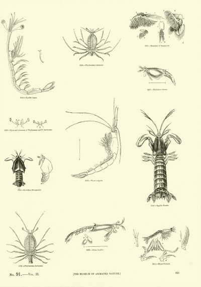 Pagina uit Het Picturale Museum van Geanimeerde Natuur door English School