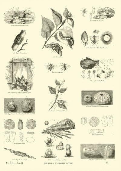 Pagina uit Het Picturale Museum van Geanimeerde Natuur door English School