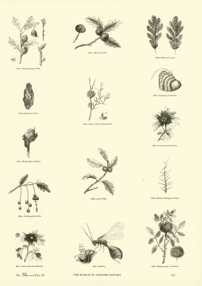 Pagina uit Het Picturale Museum van Geanimeerde Natuur door English School