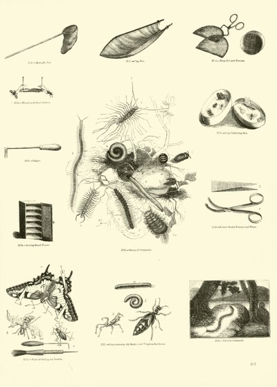 Pagina uit Het Picturale Museum van Geanimeerde Natuur door English School