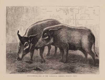 Varkens met een kralenoor in de Zoological Gardens, Regents Park (gravure) door English School