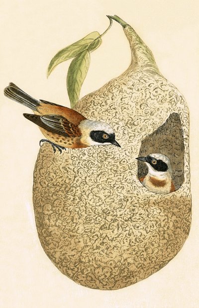 Buidelmees, illustratie uit 