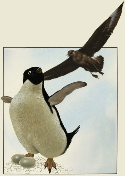 Pinguïn met eieren, met een andere vogel die erboven zweeft door English School