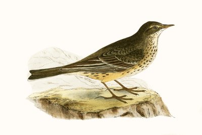 Pennsylvaniaanse Pieper, illustratie uit 
