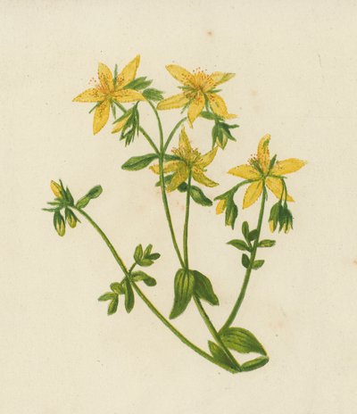 Gaatjeskruid, Hypericum Perforatum door English School