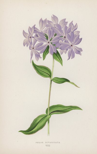 Phlox Divaricata (kleur litho) door English School