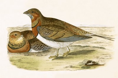 Pin Tailed Sand Grouse, illustratie uit 