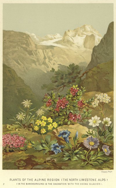 Planten van de Alpenregio, de Noordelijke Kalkalpen door English School
