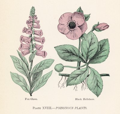 Giftige planten door English School