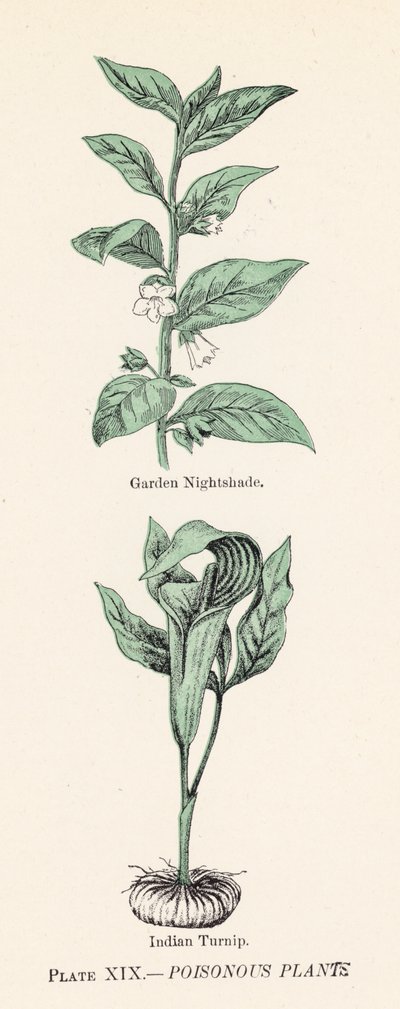 Giftige planten door English School