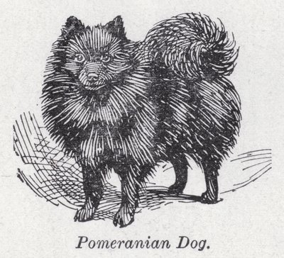 Pomeranian hond door English School