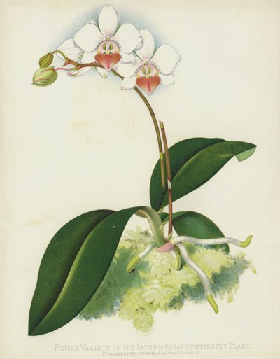 Portes Variëteit van de Tussenliggende Vlinderplant, Phalaenopsis Intermedia, var Portei door English School