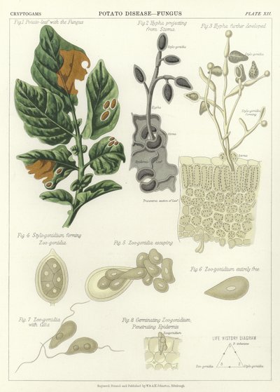 Aardappelziekte, Schimmel door English School