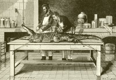 Kracht van de kaken van een krokodil door English School