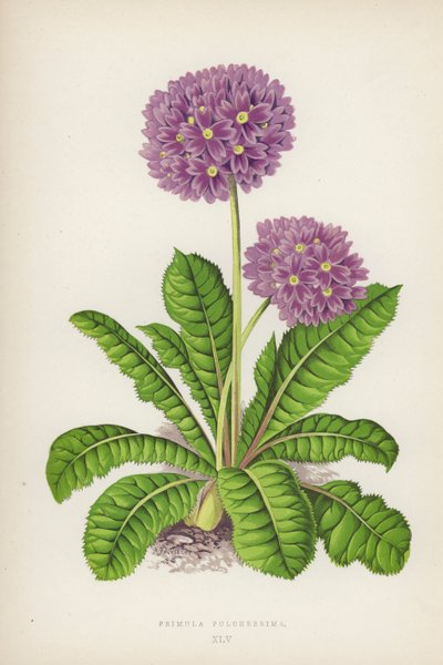 Primula Pulcherrima door English School