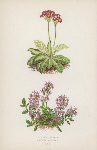 Primula Scotica; Thymus Alpinus door English School