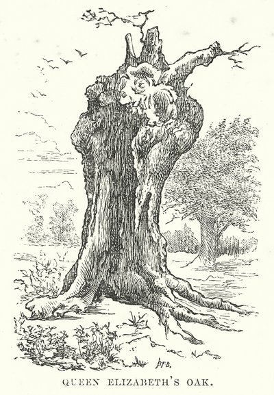 Eik van koningin Elizabeth (gravure) door English School