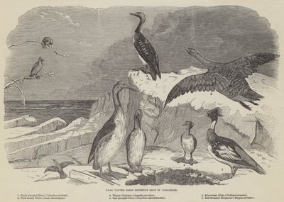 Zeldzame wintervogels onlangs geschoten in Yorkshire (gravure) door English School
