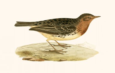 Roodkeelpieper, illustratie uit 