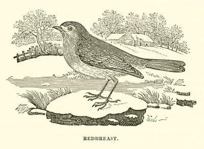 Roodborst (gravure) door English School