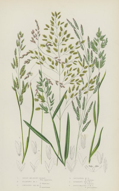 Riet Weidegras, Drijvend Weidegras, Kruipend Zee Weidegras, Teruggebogen Weidegras (kleur litho) door English School