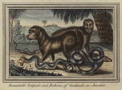 Opmerkelijke slangen en bavianen van Gautimala in Amerika (kleurgravure) door English School