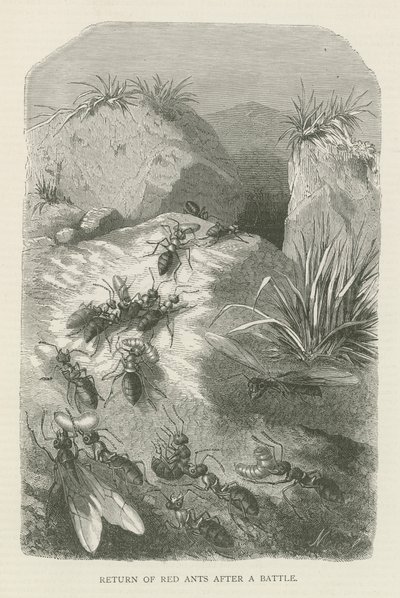 Terugkeer van rode mieren na een gevecht (gravure) door English School