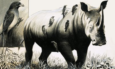 Neushoorn en ossenpootvogel door English School