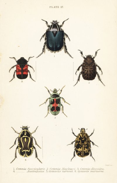 Rozenkevers: Cetonia fascicularis 1, Heterorhina macleayi 2, Gametoides subfasciata 3, vioolkever, Eupoecila australasiae 4, Gymnetis hieroglyphica 5 en Gymnetis marmorea 6 door English School