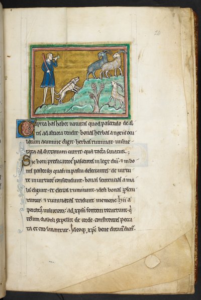 Royal 12 F.XIII, f.20 Een jager of boer met honden, achtervolgt geiten, Bestiarium (ff. 3-141), Lapidarium (ff. 141v-149), 2e kwart van de 13e eeuw door English School
