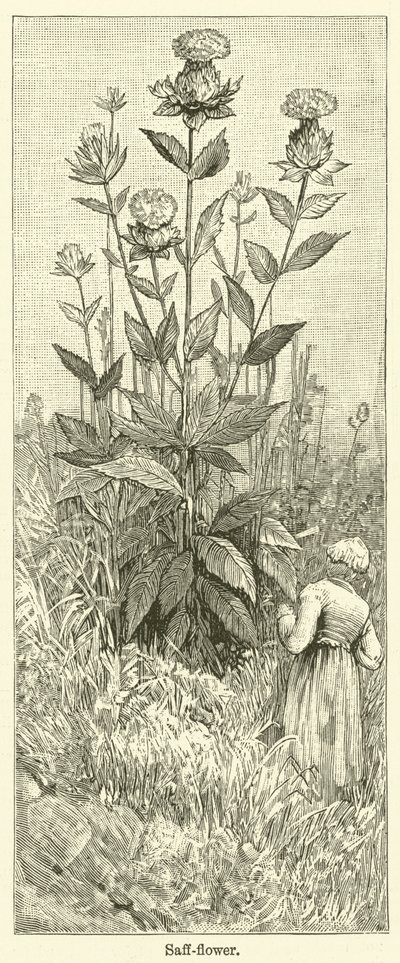 Safflower (gravure) door English School