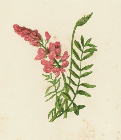 Esparcette, Onobrychis Sativa door English School