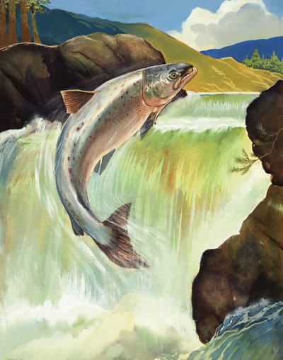 Zalm door English School