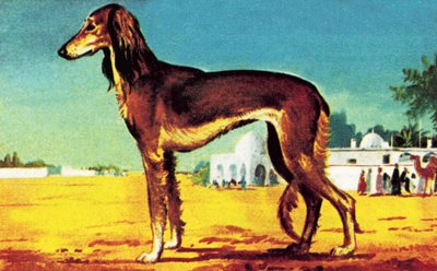 Saluki door English School