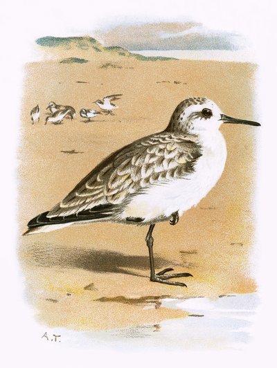 Strandloper door English School