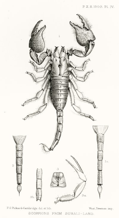 Schorpioenen uit Somalië, illustratie uit The Hope Reports, Vol. II, 1897-1900, geredigeerd door Edward B. Poulton, Oxford, 1901 door English School