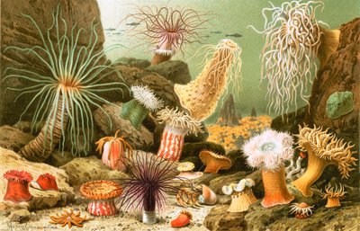 Zeeanemonen door English School