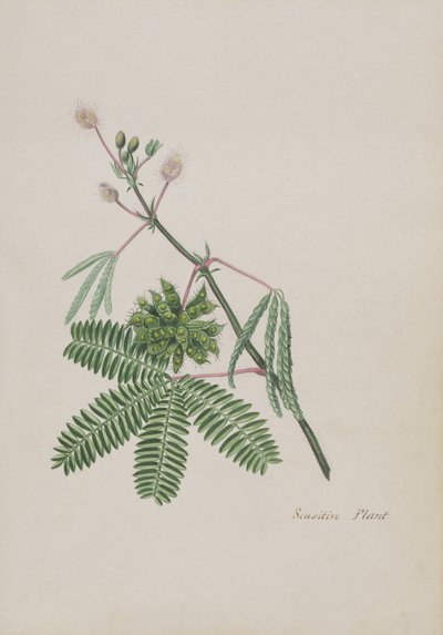 Gevoelige Plant, illustratie uit een Album van Gedichten, Grafiettekeningen & Aquarellen, c.1828 door English School