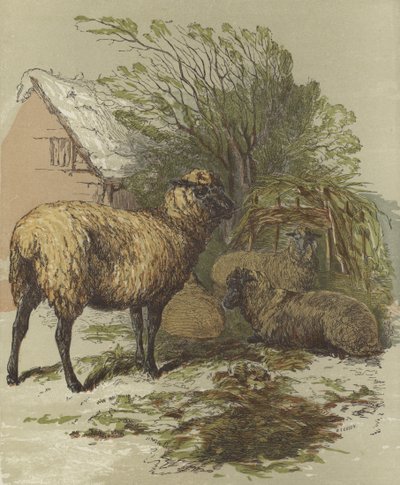 Schapen door English School
