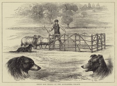 Schapenhond Proeven bij het Alexandra Palace door English School