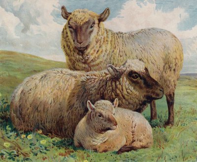 Schapen en lam door English School