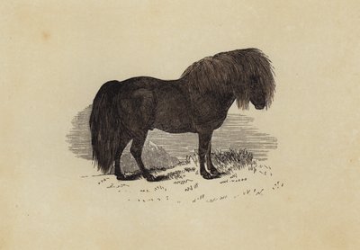 Shetland pony door English School