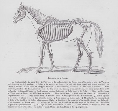 Skelet van een paard door English School