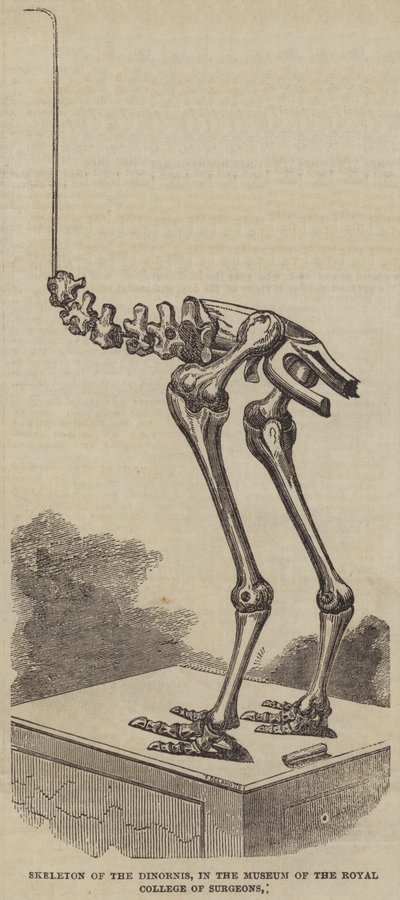 Skelet van de Dinornis, in het Museum van het Royal College of Surgeons (gravure) door English School